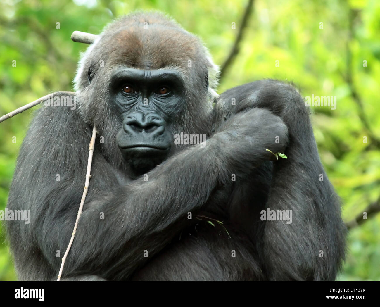Un captive Western pianura gorilla a New York City il Bronx Zoo Foto Stock