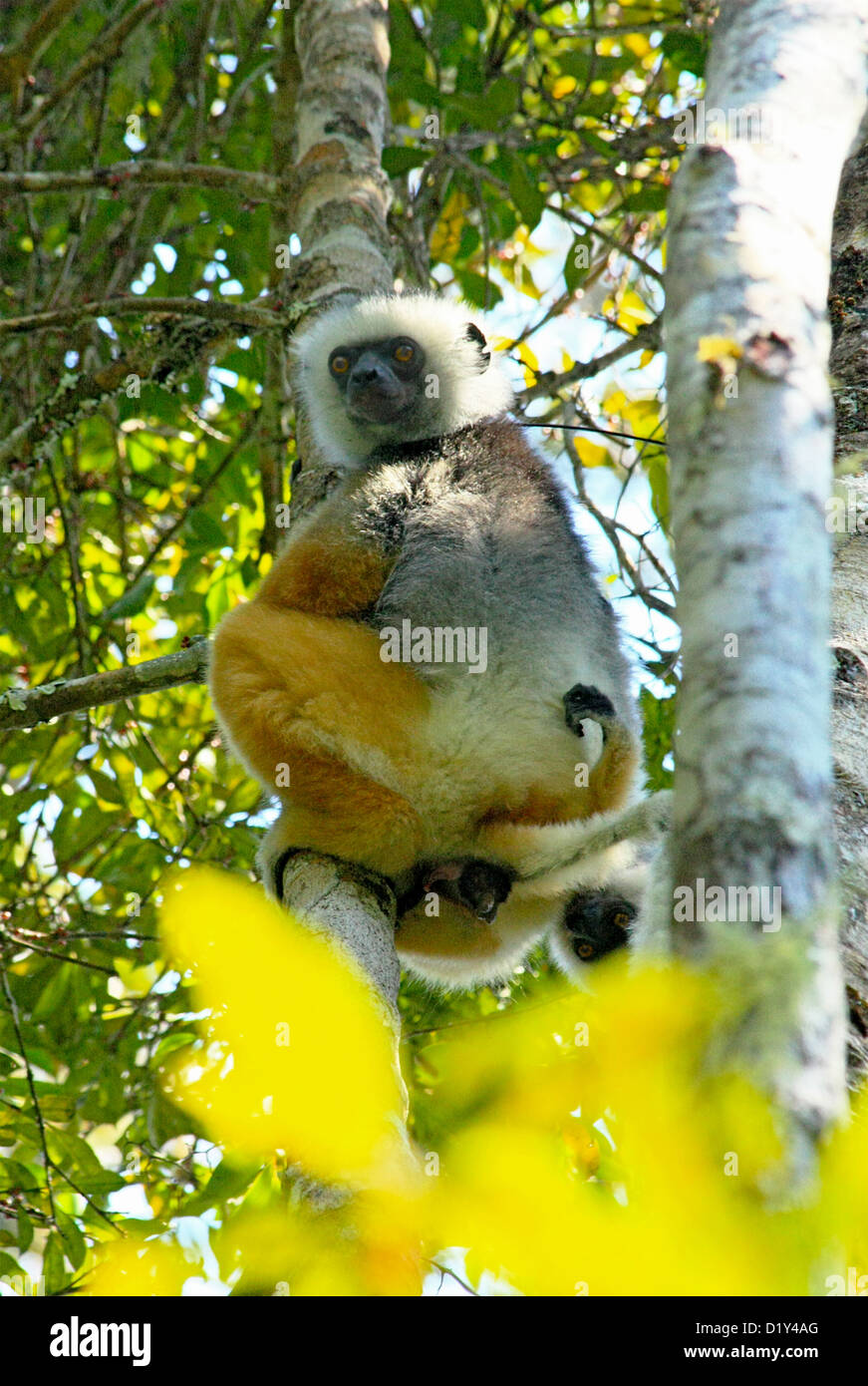 Il splendidamente colorati e in pericolo di estinzione Diademed Sifaka Foto Stock