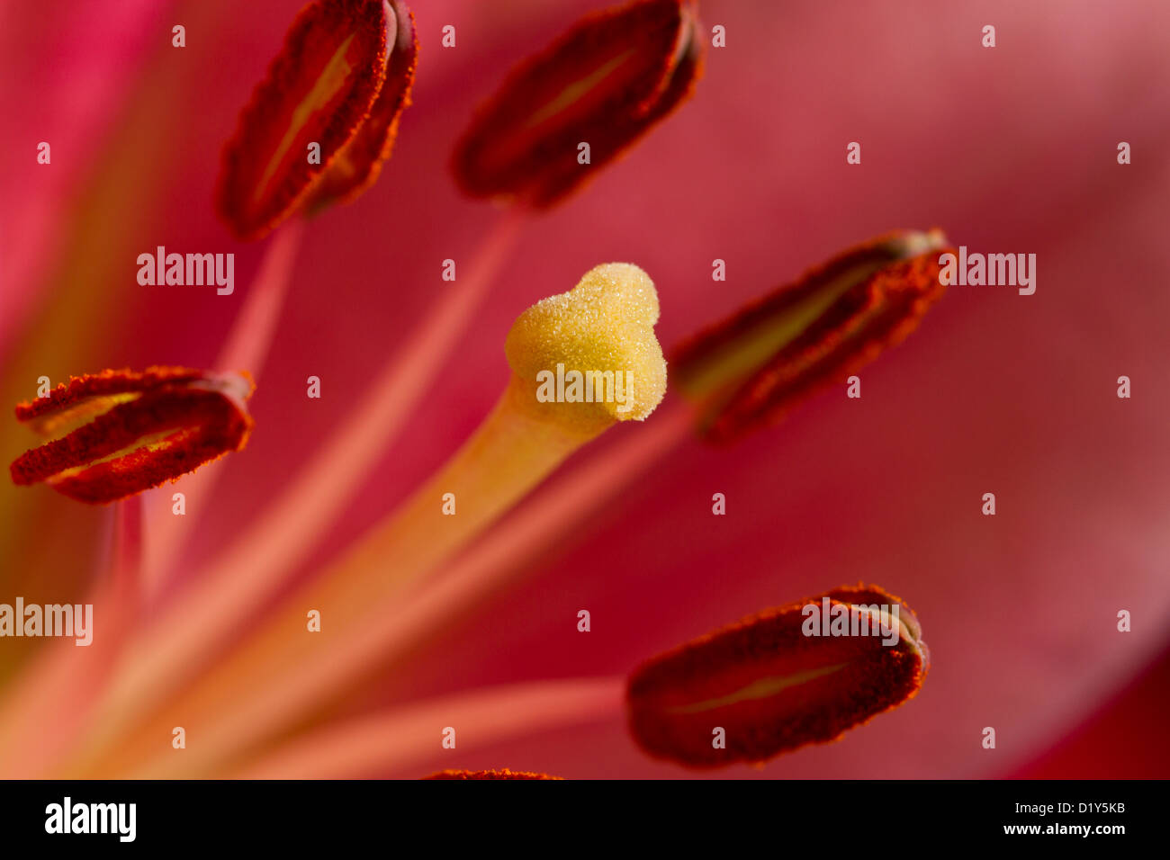 Stami e lo stigma ricca con Pollenare rivelato dal centro di un recente giglio fiorito Foto Stock