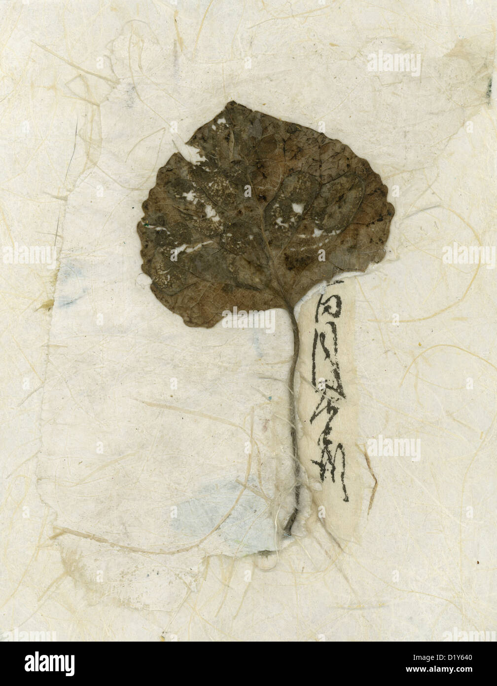 Wabi-sabi foglia foglia cadente collaged sulla carta asiatici con la calligrafia. Foto Stock