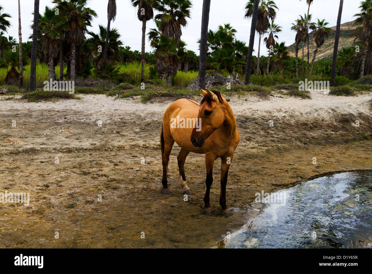 Un cavallo selvaggio in corrispondenza di una corrente che scorre nell'oceano su una spiaggia vicino a Todos Santos, Baja, Messico Foto Stock