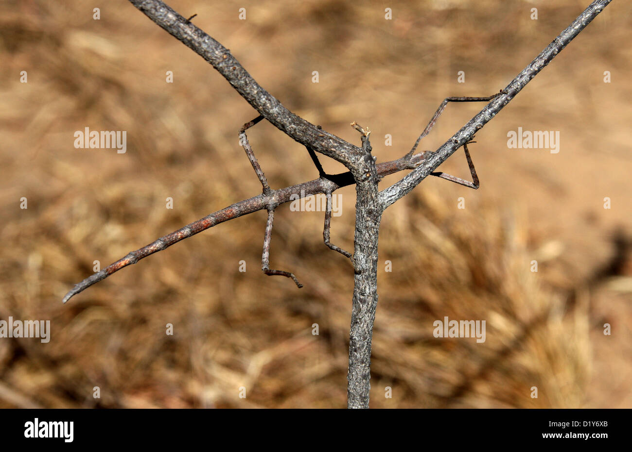 Bastone da passeggio di insetto, Achrioptera impennis, Phasmatidae, Orthopterida. Isalo National Park, Madagascar, Africa. Foto Stock