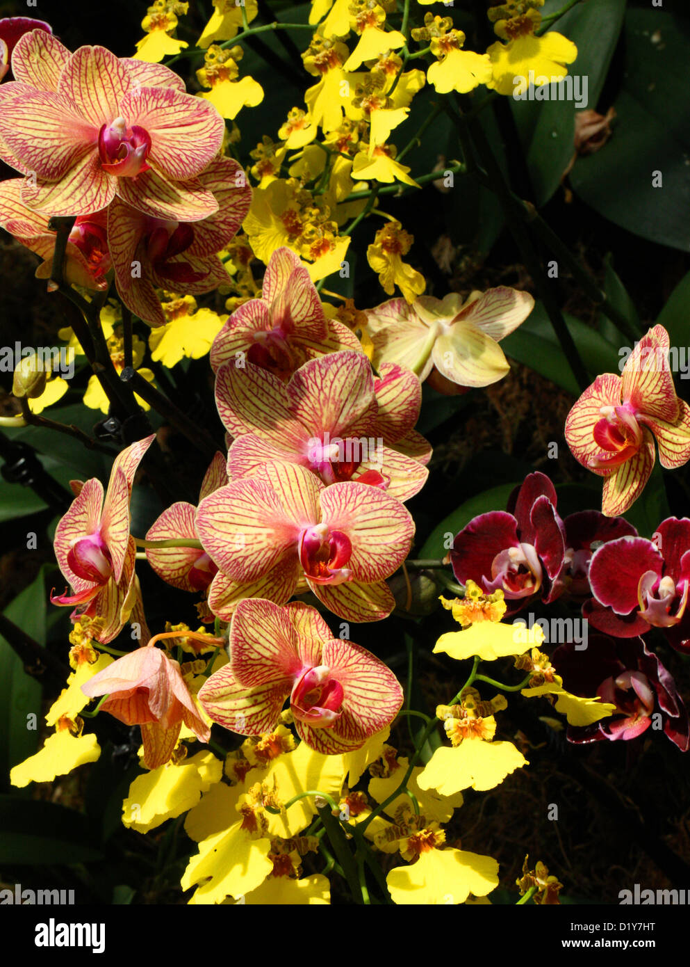 Orange Moth Orchid ibridi, Phalaenopsis sp., Orchidaceae. Originariamente dall'Asia. Golden Shower Orchidee Oncidium ibrido. Foto Stock