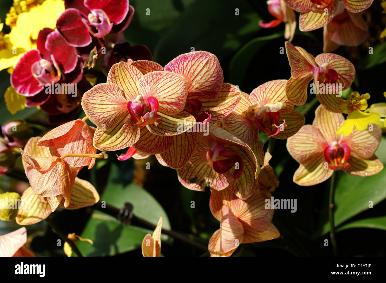 Orange Moth Orchid ibridi, Phalaenopsis sp., Orchidaceae. Originariamente dall'Asia. Foto Stock