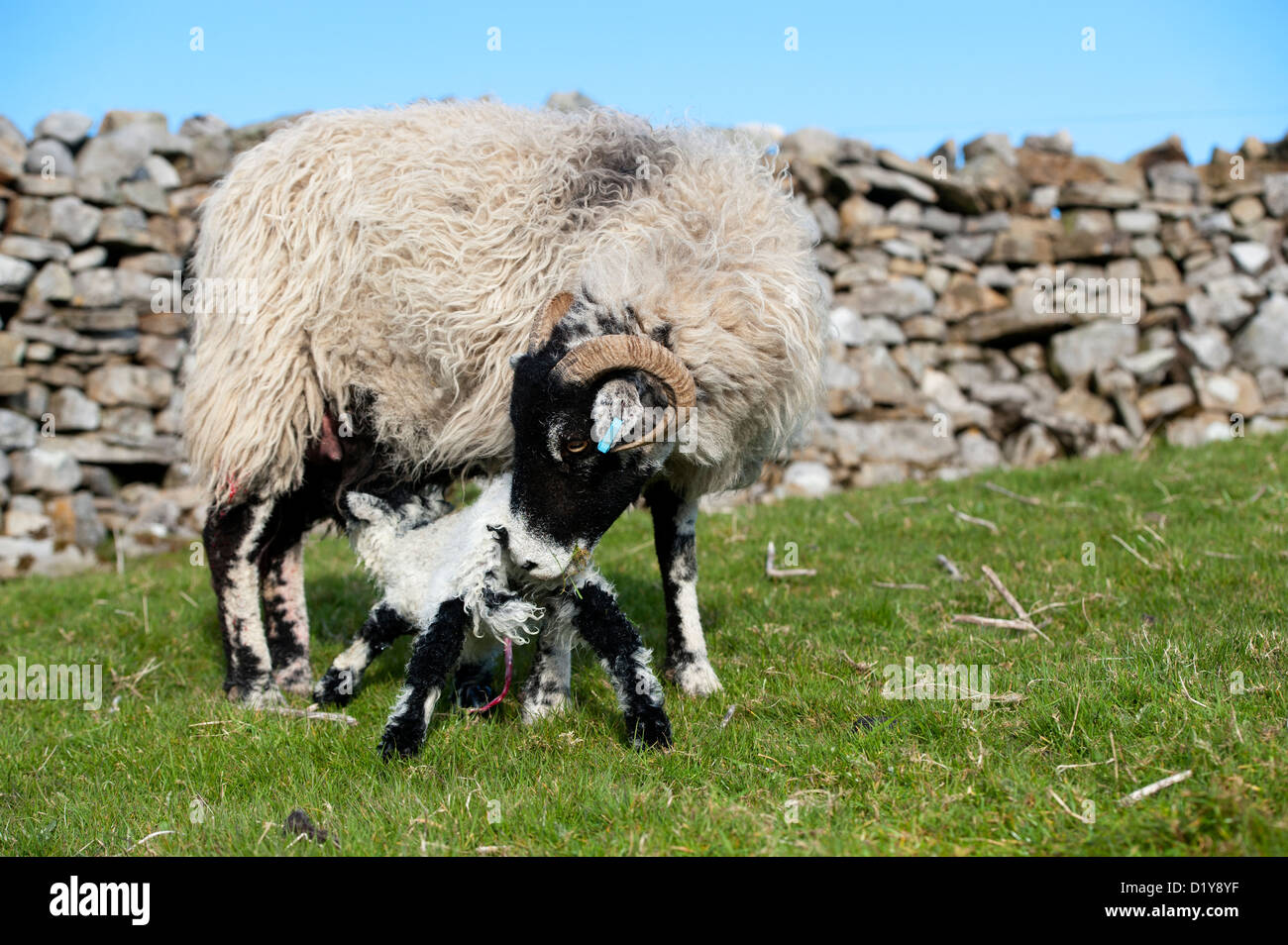 Swaledale pecora con la nuova nata di agnello in pascolo. Cumbria, Regno Unito Foto Stock