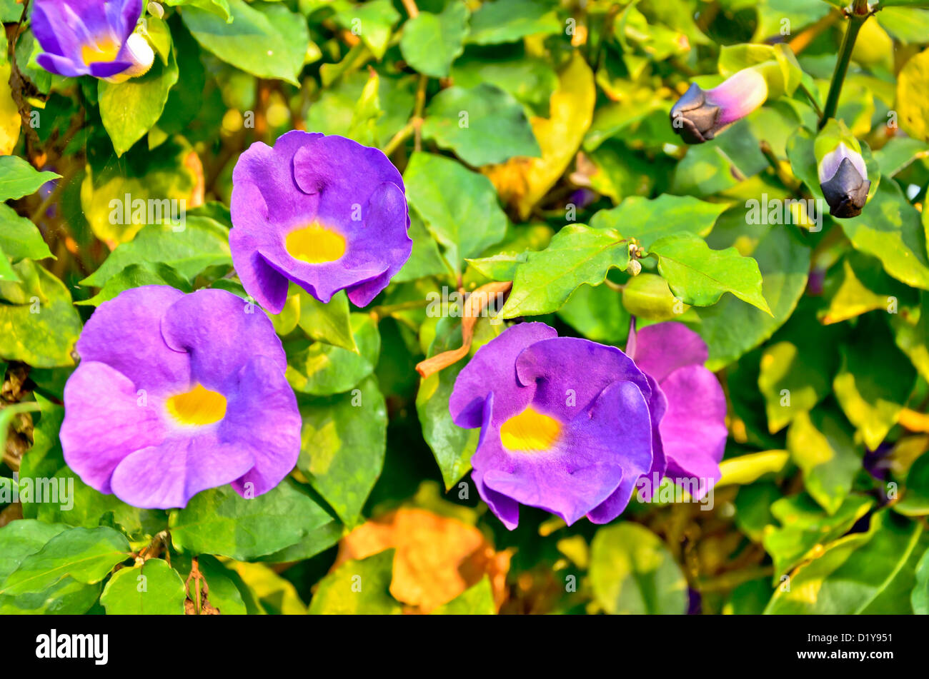 Butterfly fiore di pisello Foto Stock