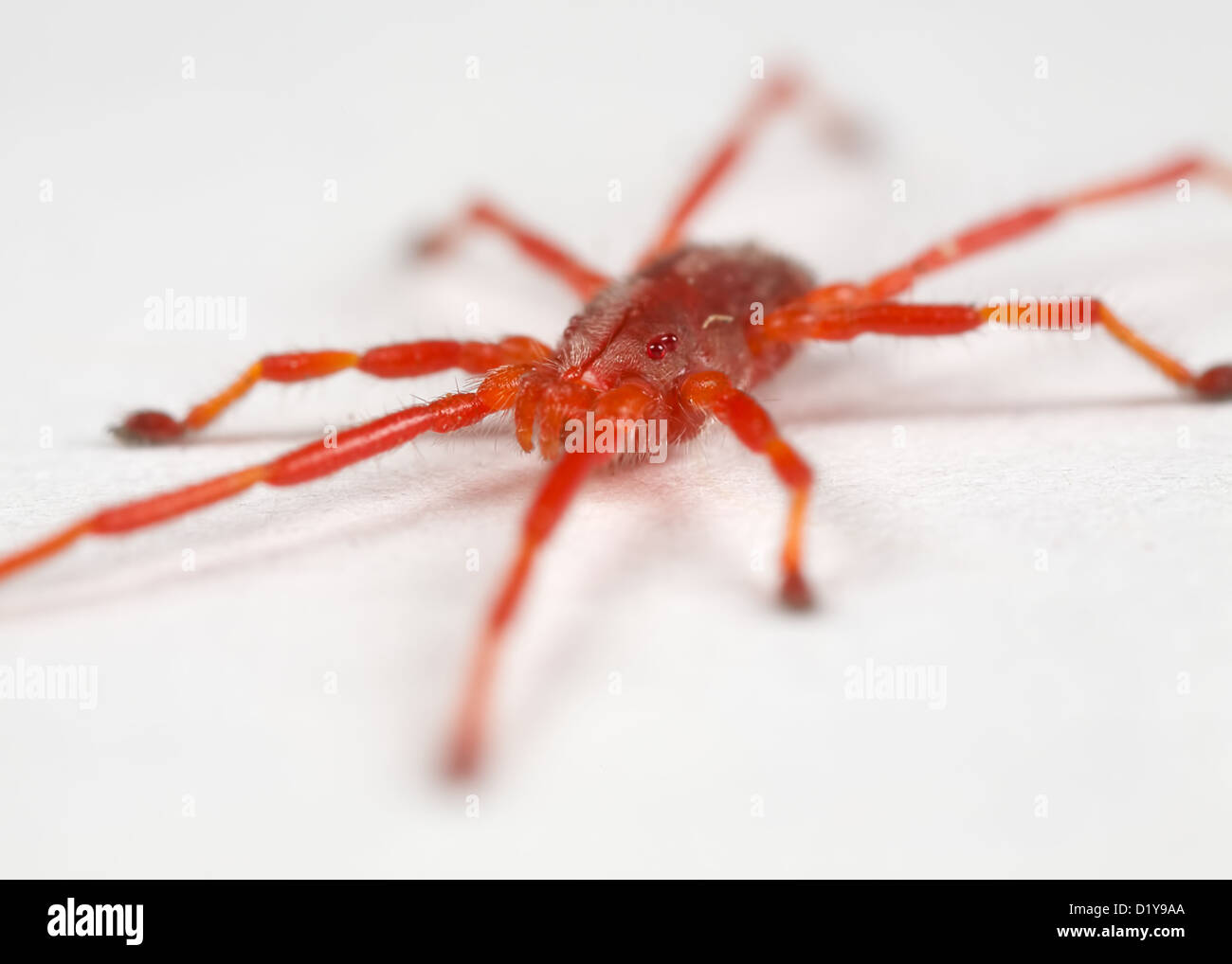 Un primo piano di un acaro rosso su una superficie bianca Foto Stock