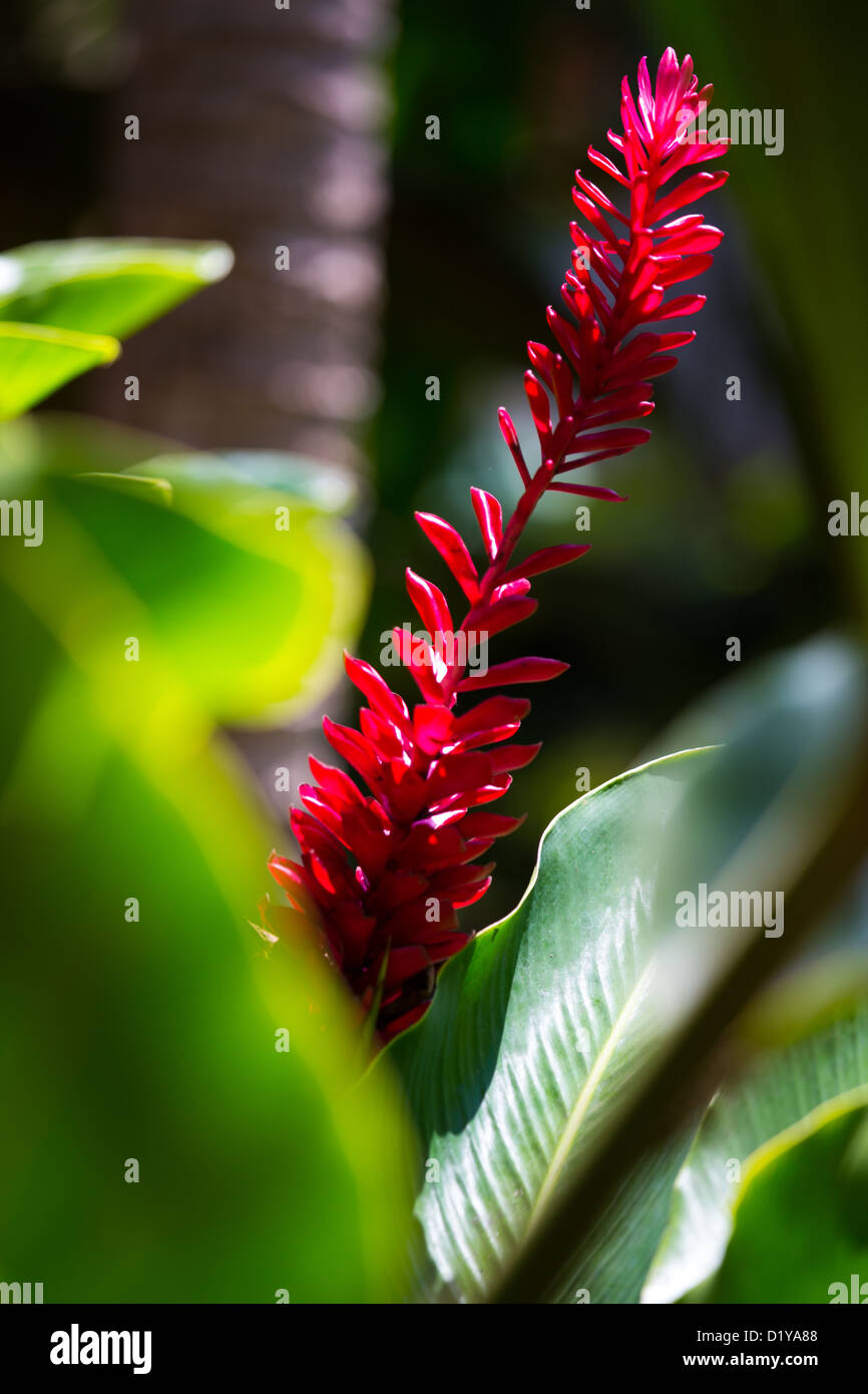 Fiore di zenzero, giardini tradizionali,, Hyatt Regency Sanur, Bali, Indonesia Foto Stock