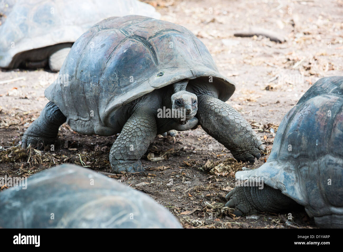 Giant Seychelles tartaruga, L' Union Station Wagon, La Digue Island, Seicelle Foto Stock