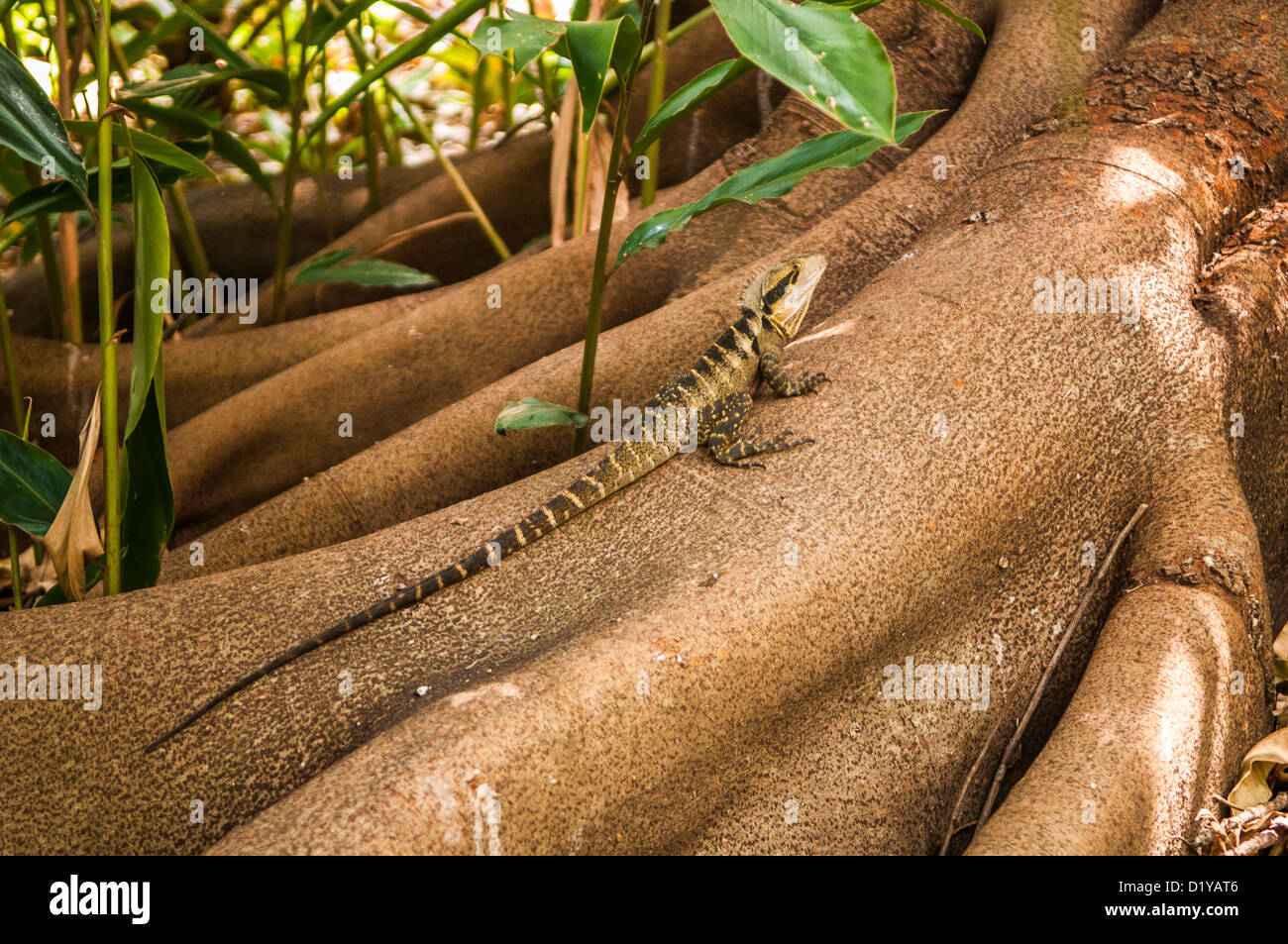 Lizard sulle radici di albero, Queensland, Australia Foto Stock