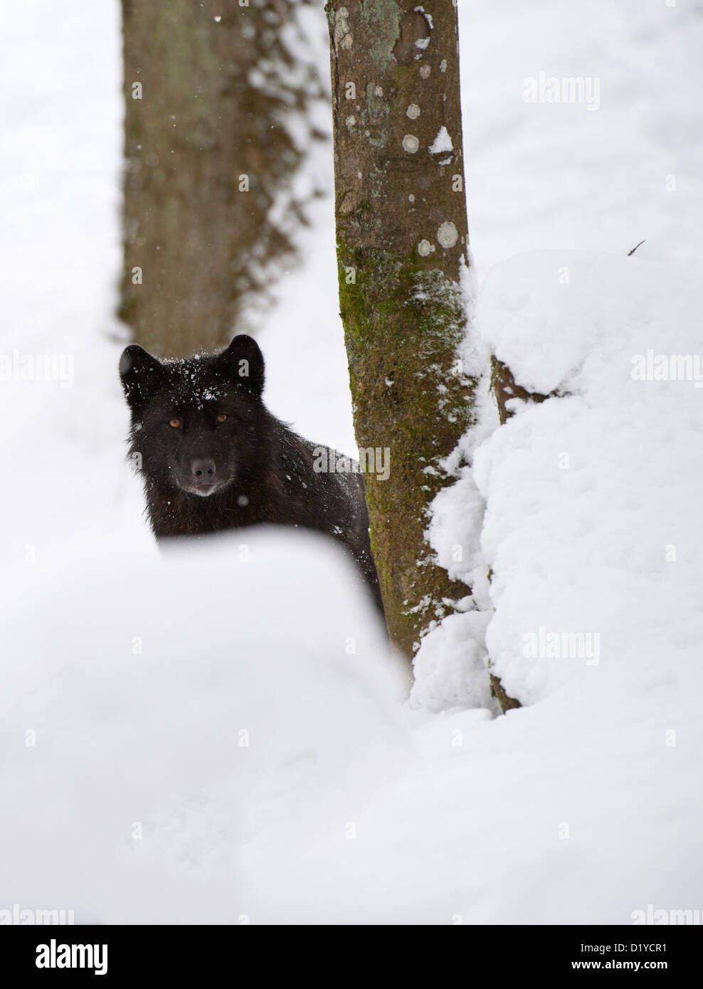 Tmber orientale Lupo (Canis lupus lycaon) nella neve Foto Stock