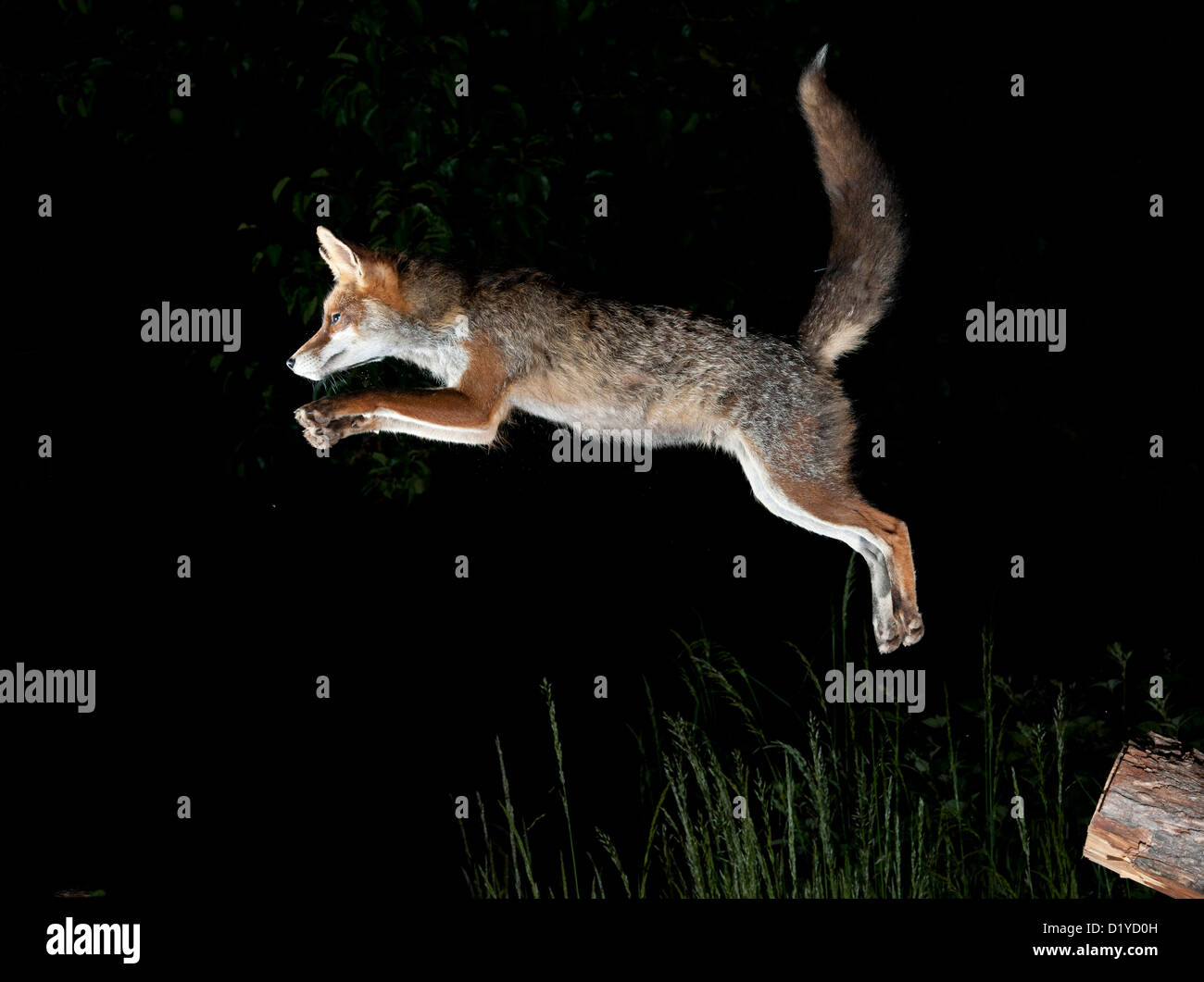 Red Fox (Vulpes vulpes vulpes), Adulto saltando di notte Foto Stock