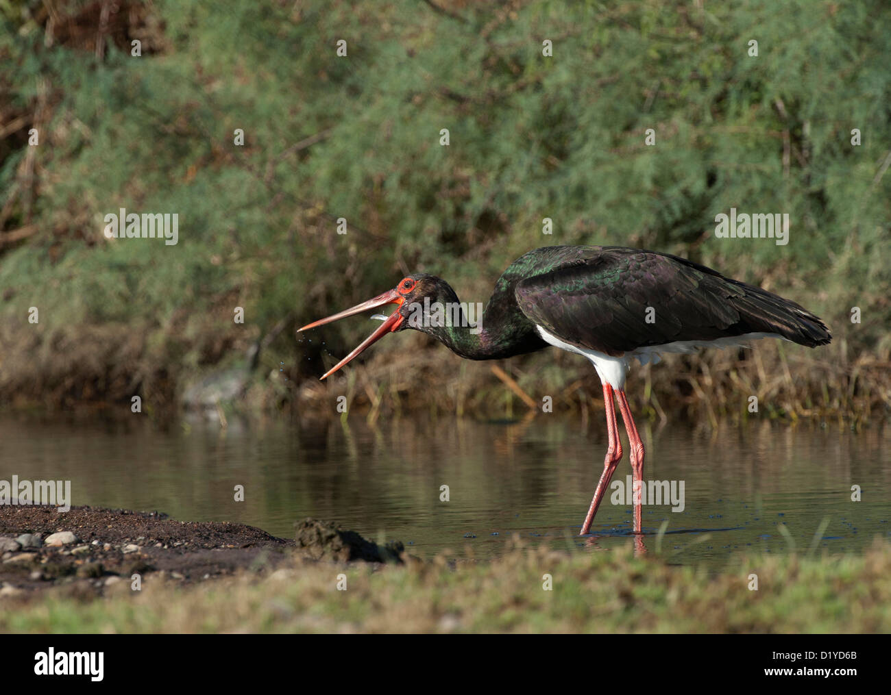 Cicogna Nera (Ciconia nigra) inghiottire un piccolo pesce Foto Stock