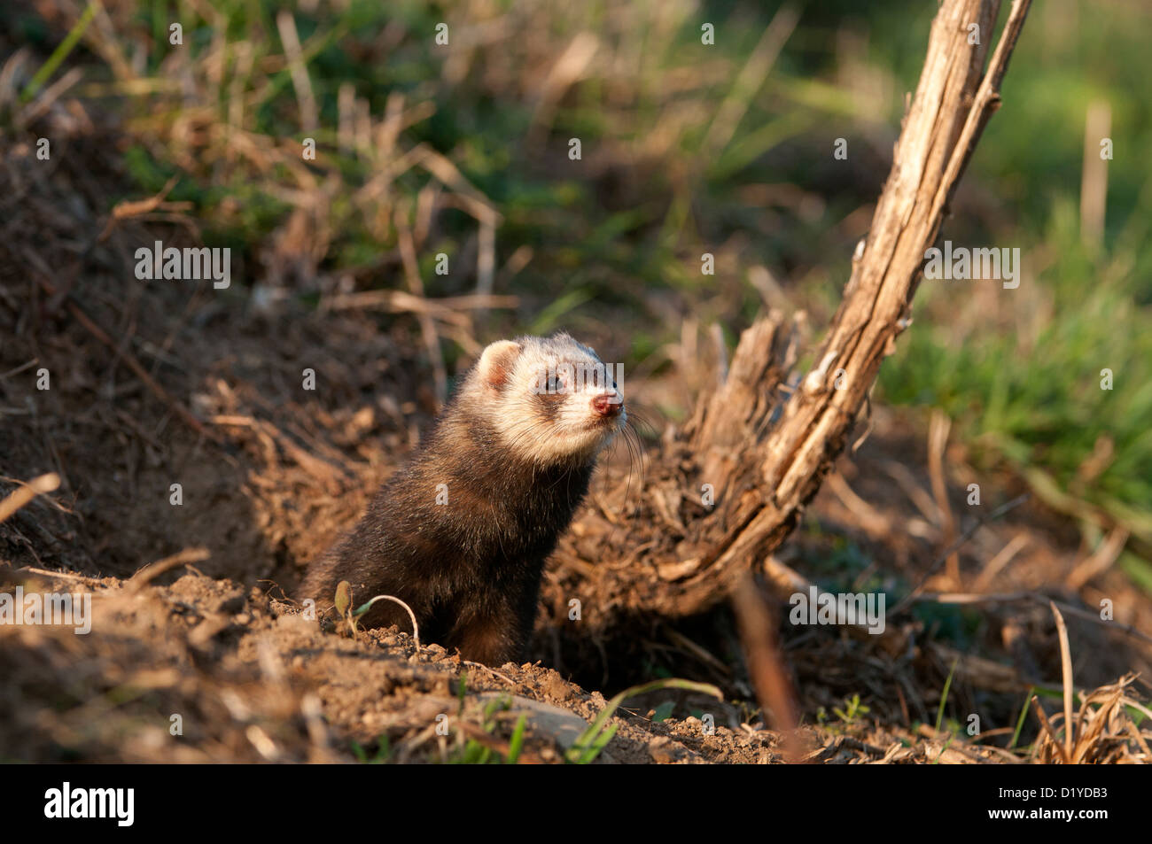 Ferret, Polecat domestico (Mustela putorius f. furo) a conigli selvatici den durante una battuta di caccia Foto Stock