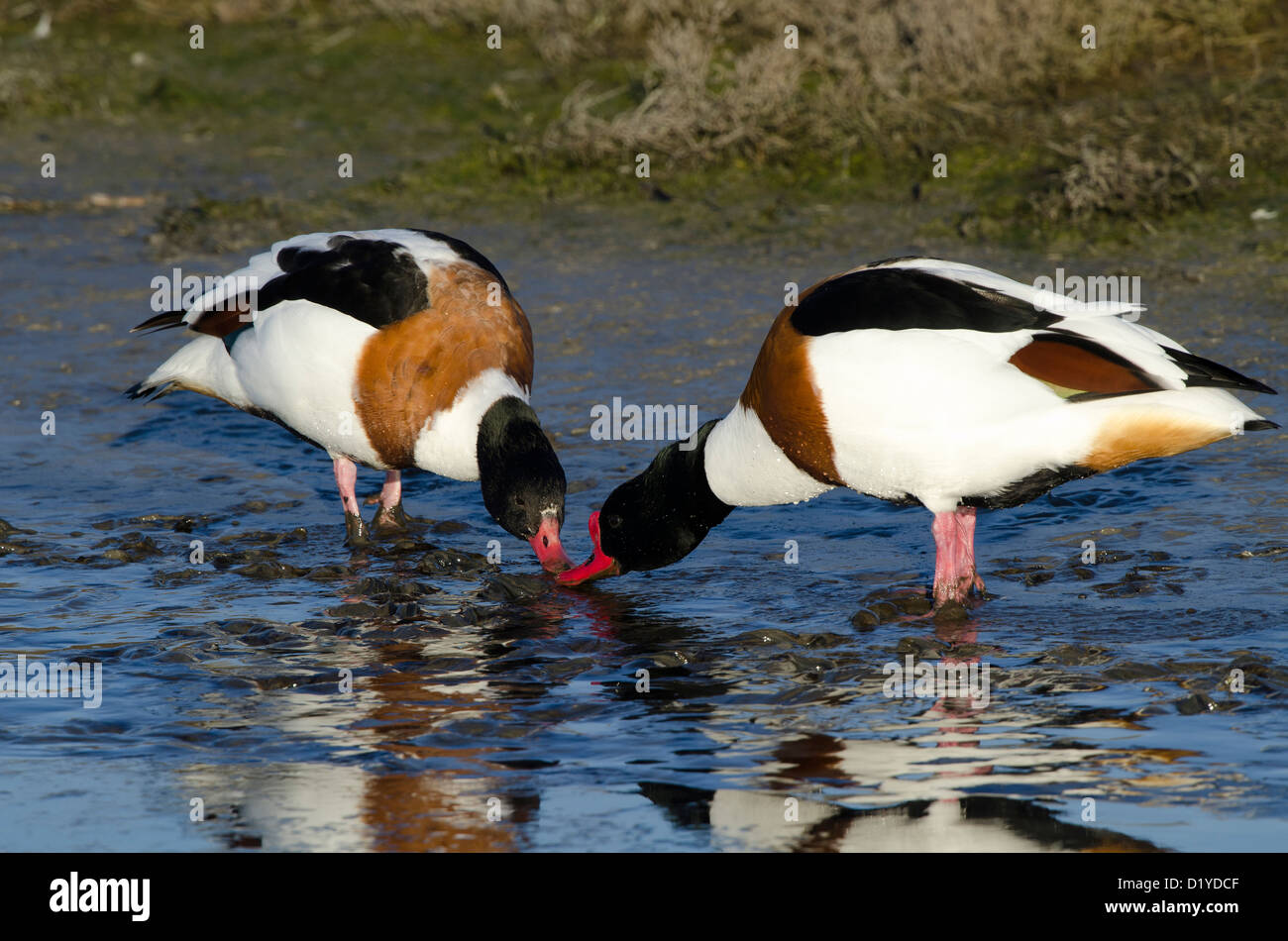 Shelduck comune (Tadorna tadorna). Coppia rovistando in acqua poco profonda Foto Stock