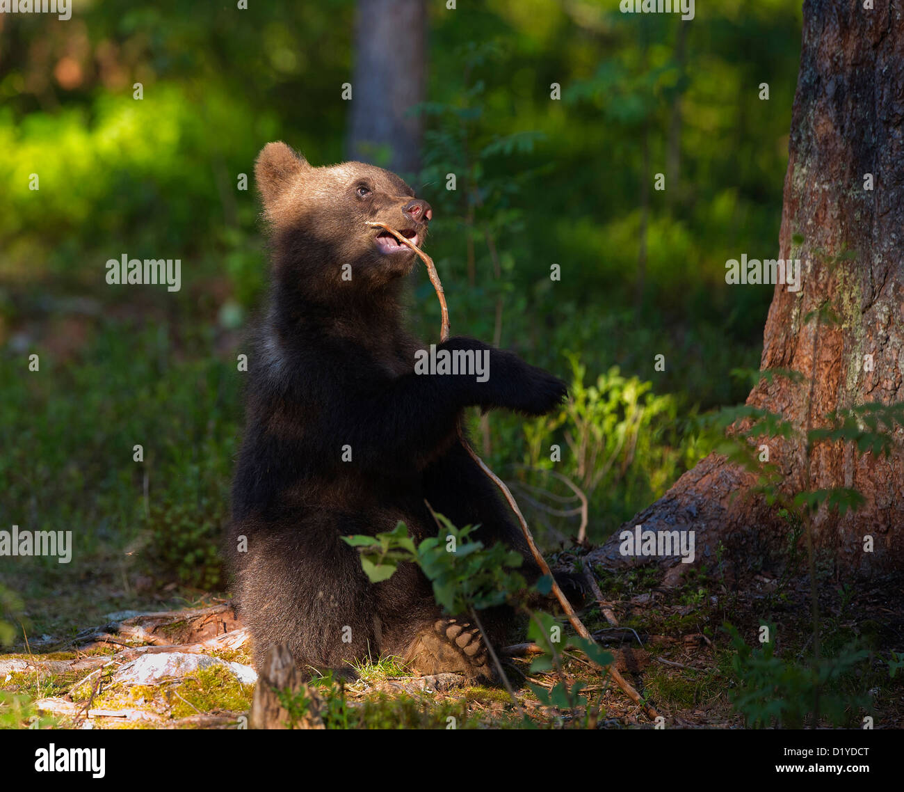 Unione l'orso bruno (Ursus arctos). Bambino seduto in una foresta mentre si sta giocando con un ramoscello Foto Stock