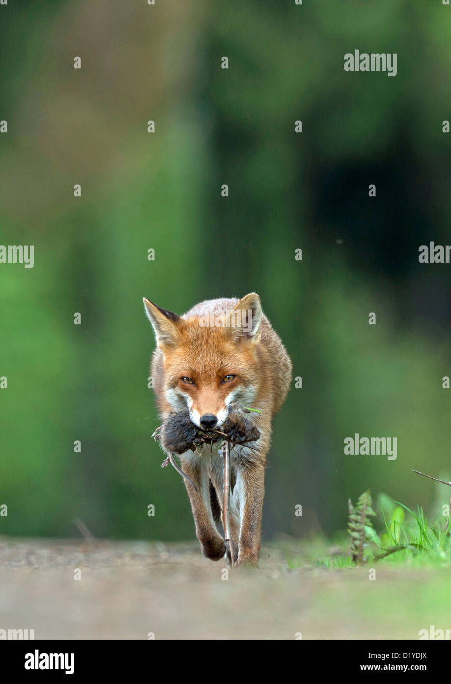 Red Fox (Vulpes vulpes vulpes). Vixen portando in preda a den Foto Stock