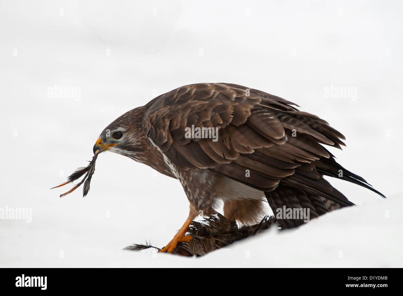 Comune Poiana (Buteo buteo). Intasamento degli adulti un fagiano nella neve Foto Stock