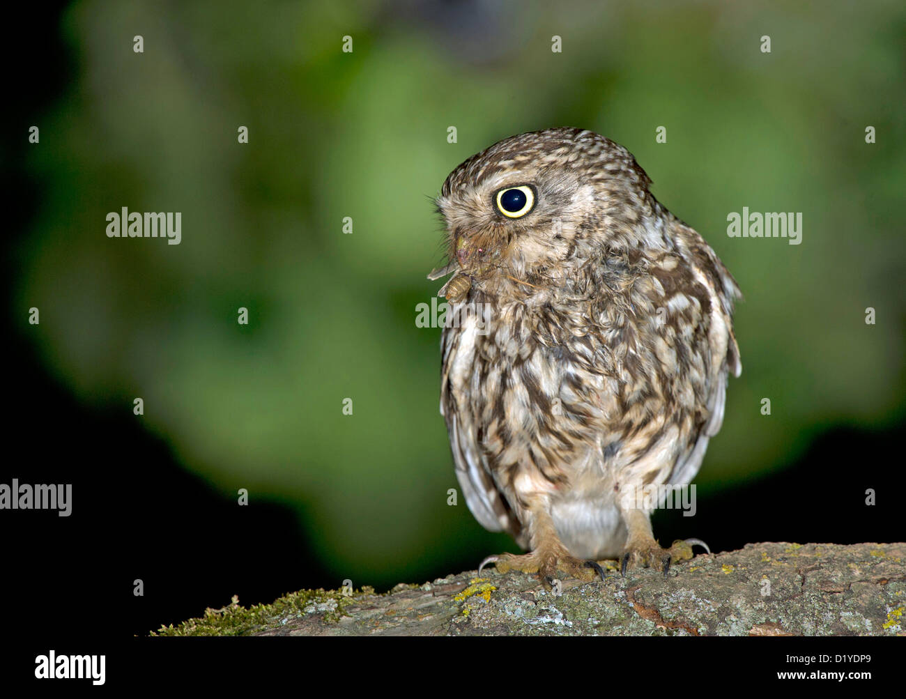 Civetta (Athene noctua). Adulto appollaiato su un ramo di una falena nel suo becco Foto Stock