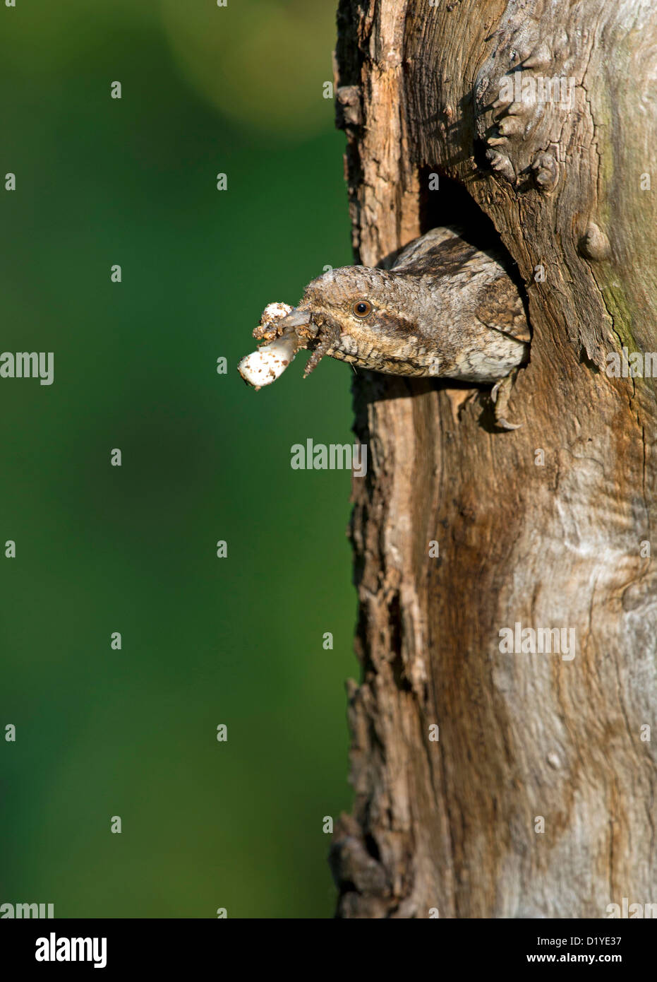 Eurasian spasmodico (Jynx torquilla), Adulto presso il foro di nidificazione in un albero trunkcarrying lontano gli escrementi dei suoi pulcini Foto Stock