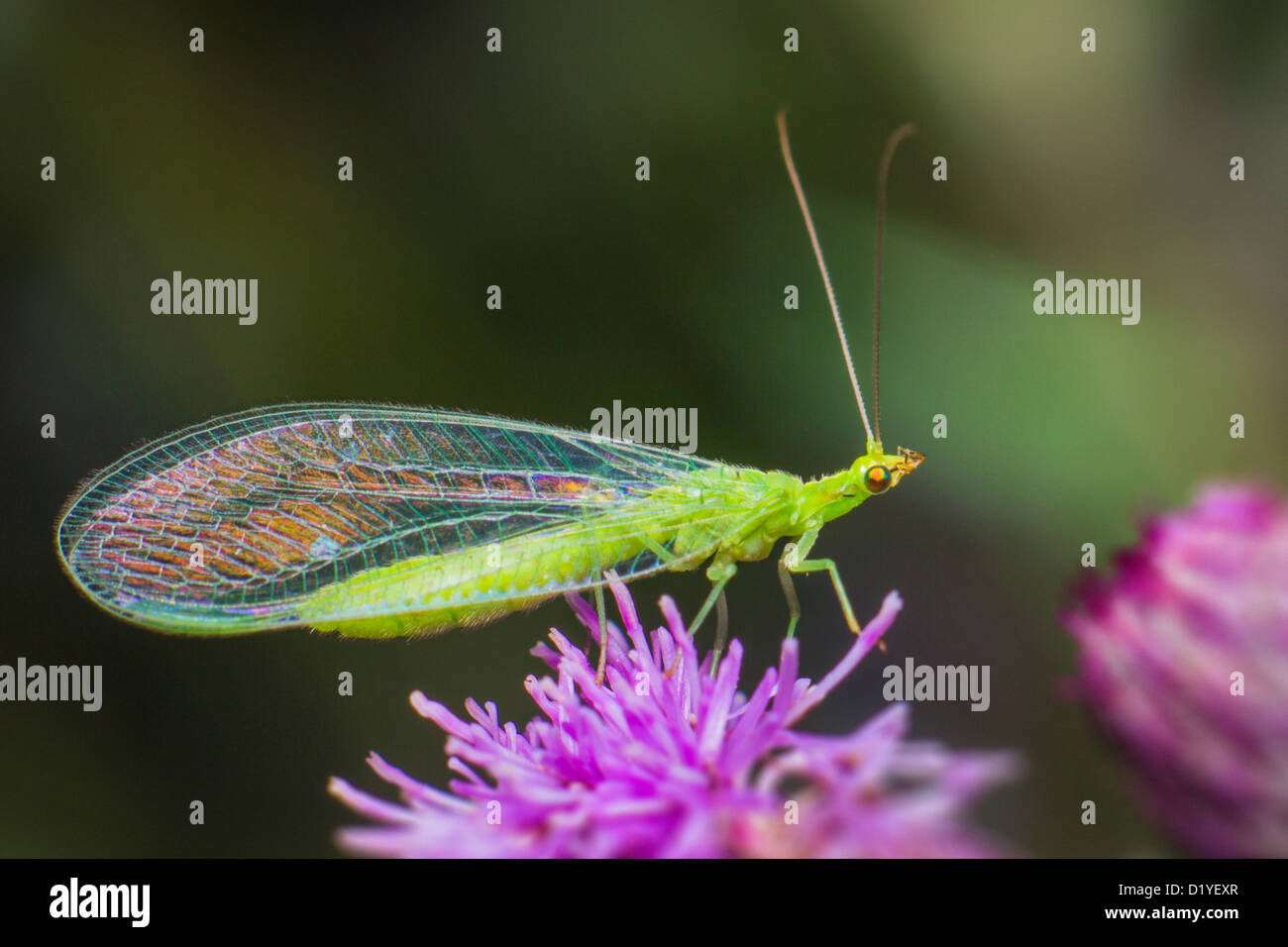 Il Neuroptera Foto Stock