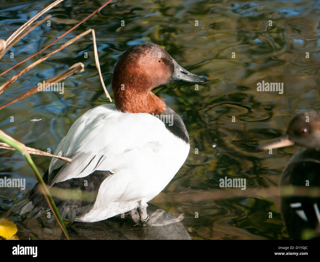 Canvasback anatra maschio nello stagno a Londra zone umide, REGNO UNITO Foto Stock