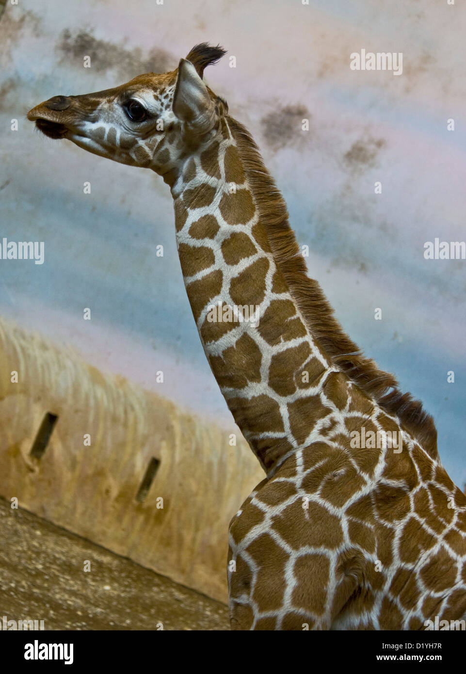 Close-up della cute giovane animale baby giraffe Foto Stock