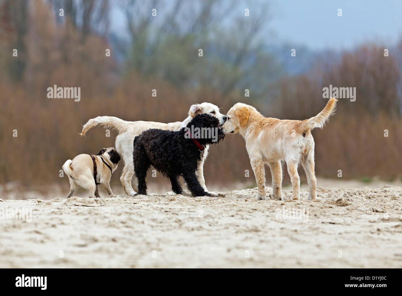 Cane domestico. Quattro cani di differenti razze sniffing a vicenda su una spiaggia Foto Stock