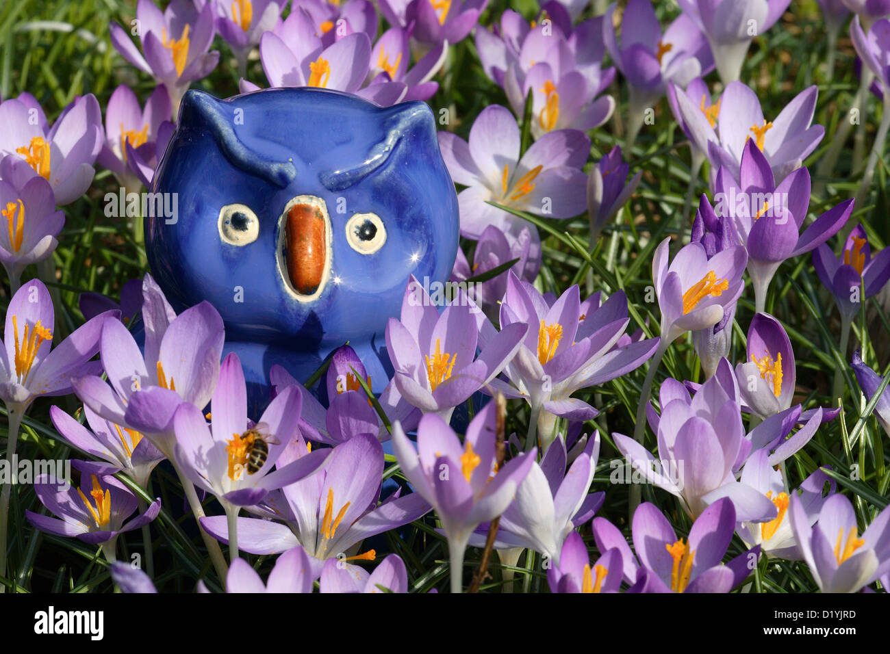 Crocus (Crocus albifrons). Il gufo blu fatte di materiale ceramico tra crocus fiori Foto Stock