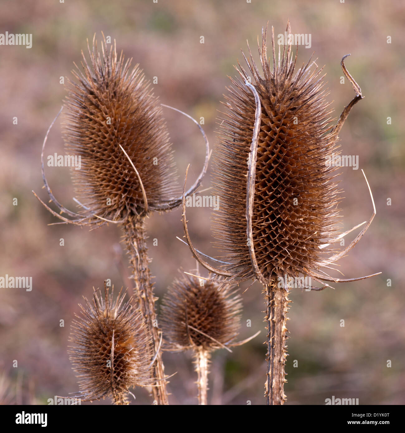 Thistle secchi fiori selvatici del Regno Unito Foto Stock