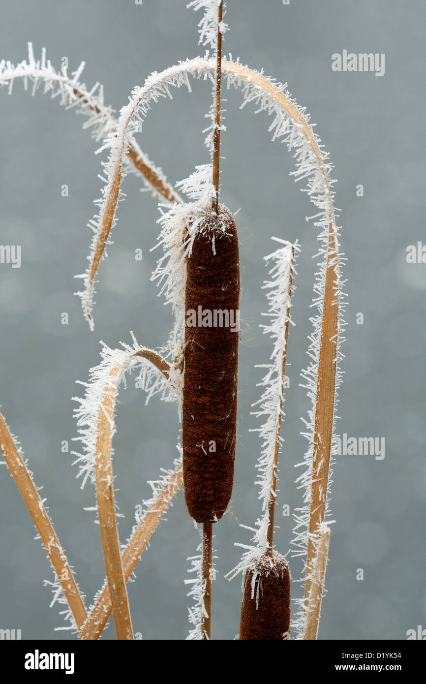 Reedmace, giunco, tifa (Typha latifolia) coperto di brina Foto Stock
