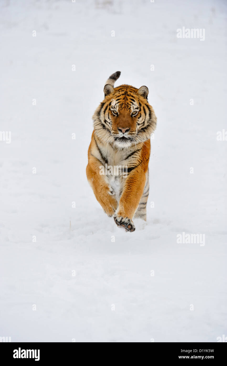 Siberian/tigre di Amur (Panthera tigris altaica), captive sollevato campione Bozeman, Montana, USA Foto Stock