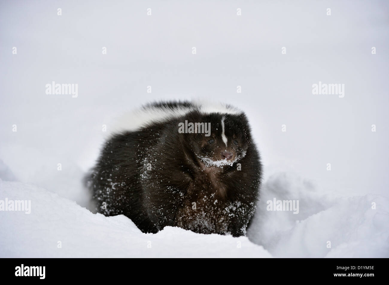 Skunk striato (Mephitis mephitis) habitat invernale, captive sollevato campione Bozeman, Montana, USA Foto Stock