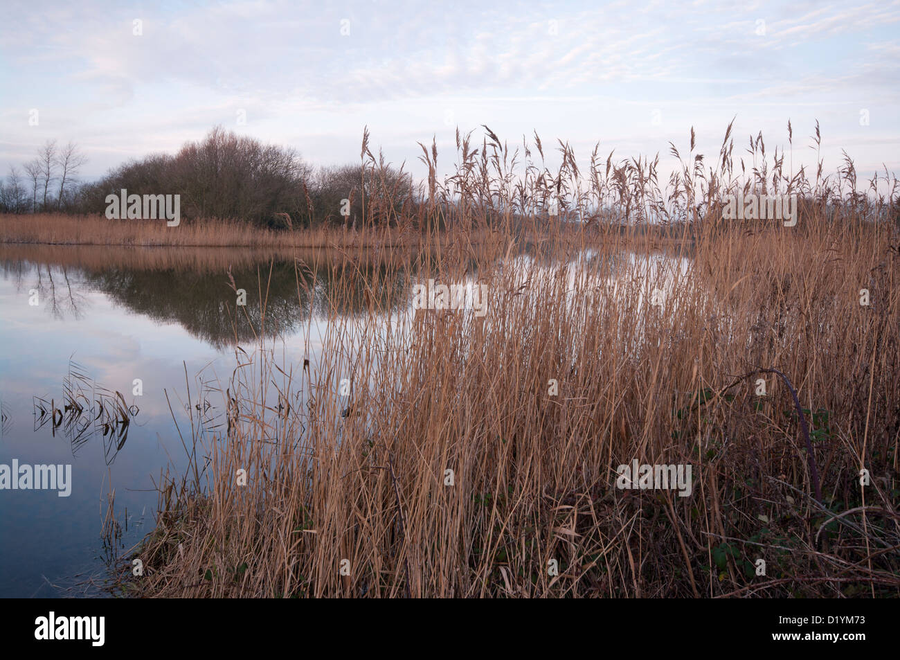 La pace quiete e tranquillità in un lago con canneti a Rye Harbour Riserva Naturale East Sussex Regno Unito Foto Stock