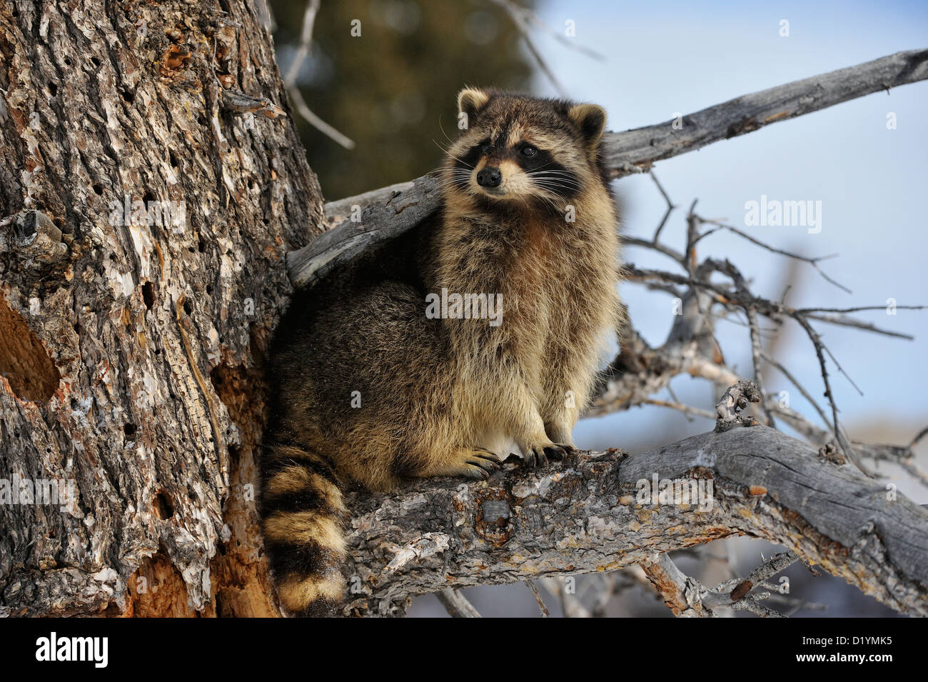 Raccoon (Procione lotor), captive sollevato campione Bozeman, Montana, USA Foto Stock