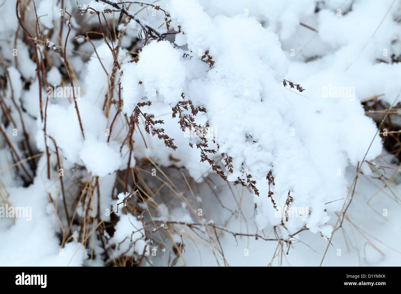 Natura invernale frammento, erba secca ricoperta di neve Foto Stock