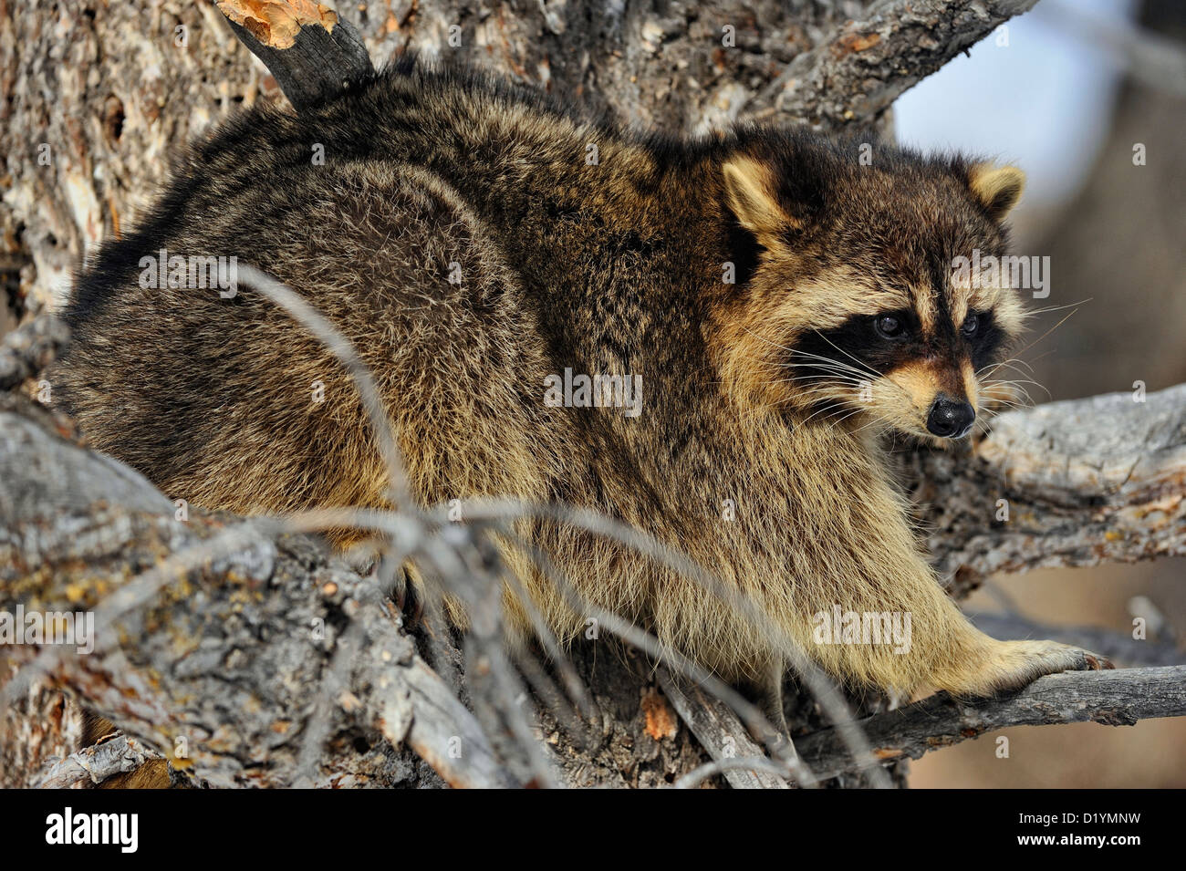 Raccoon (Procione lotor), captive sollevato campione Bozeman, Montana, USA Foto Stock