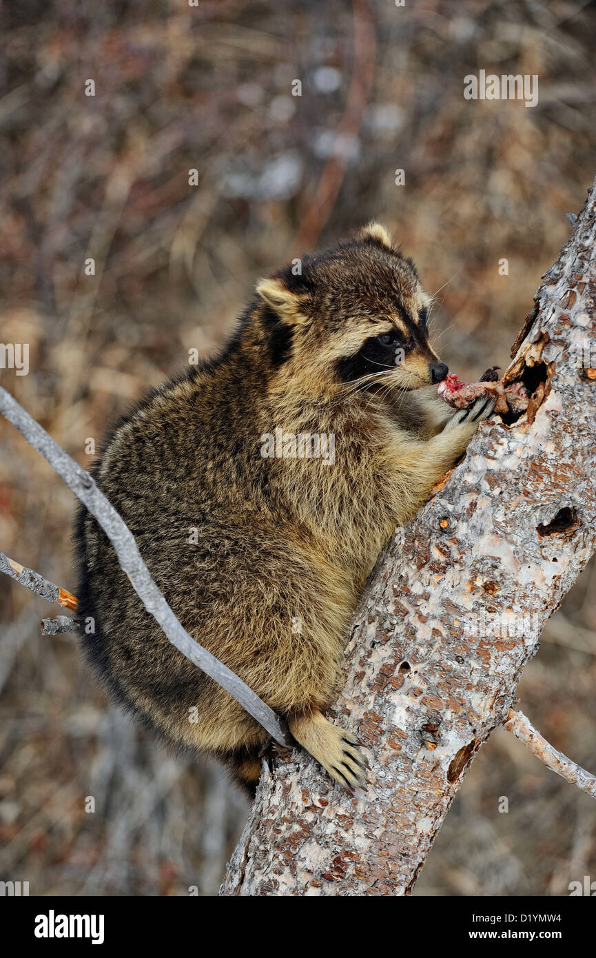 Raccoon (Procione lotor) mangiare alimenti memorizzati nella cache, captive sollevato campione Bozeman, Montana, USA Foto Stock