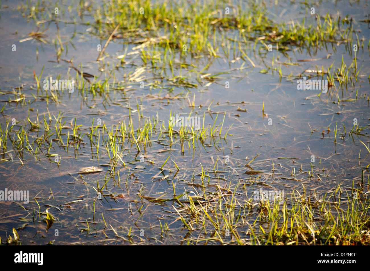 Allagato Foto Stock