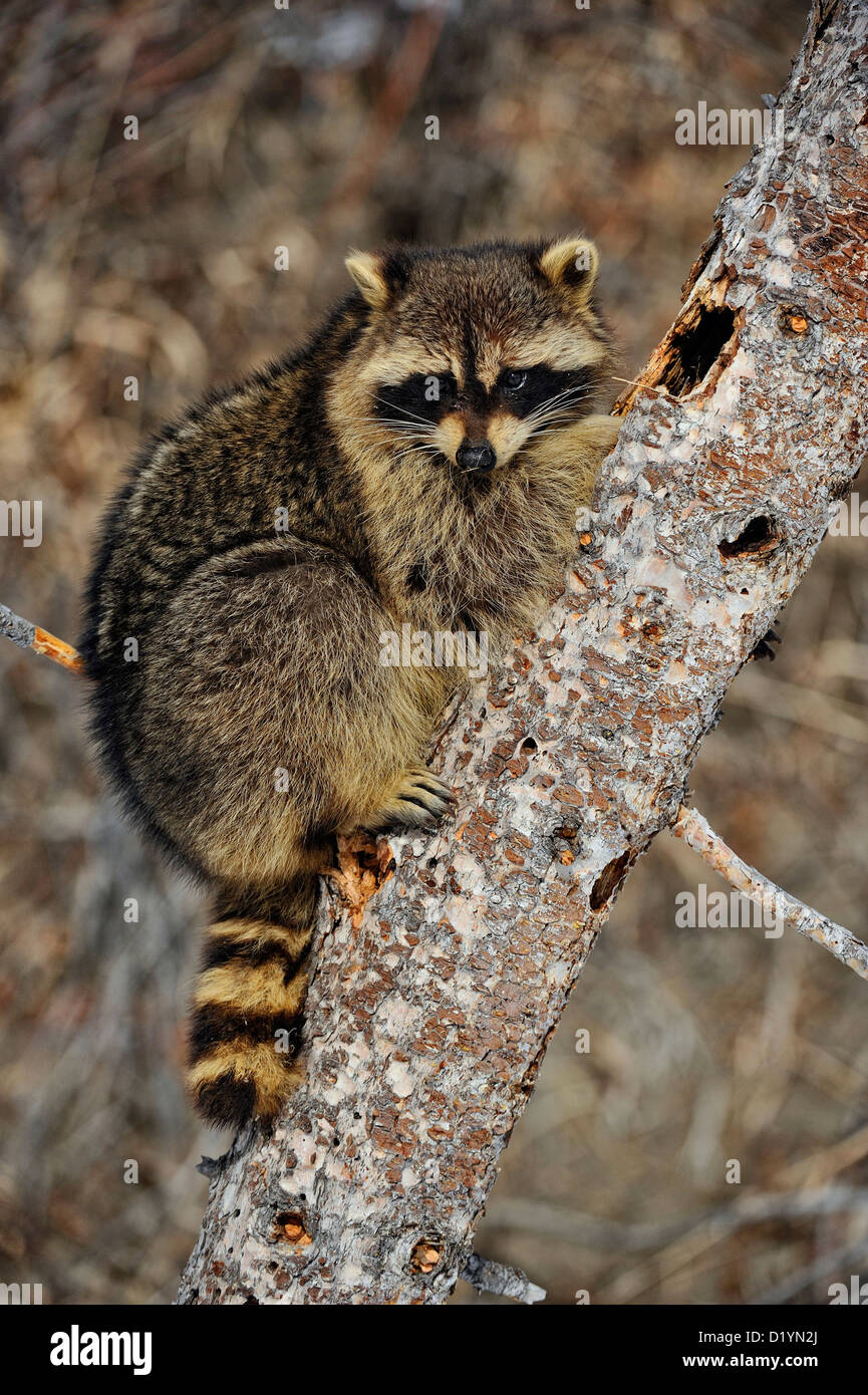 Raccoon (Procione lotor), captive sollevato campione Bozeman, Montana, USA Foto Stock