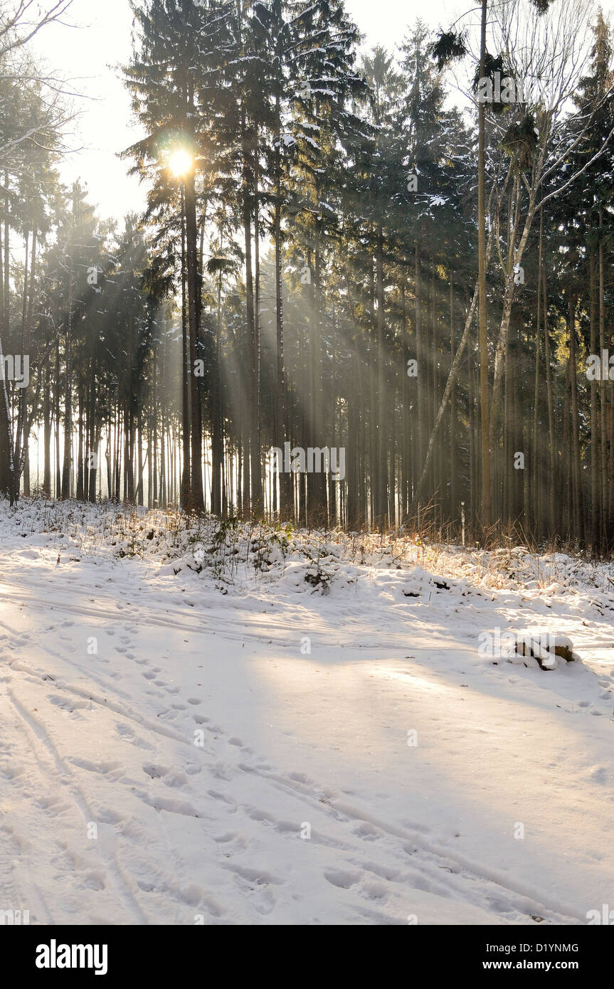 Paesaggio invernale con la foresta e i raggi di luce. Foto Stock