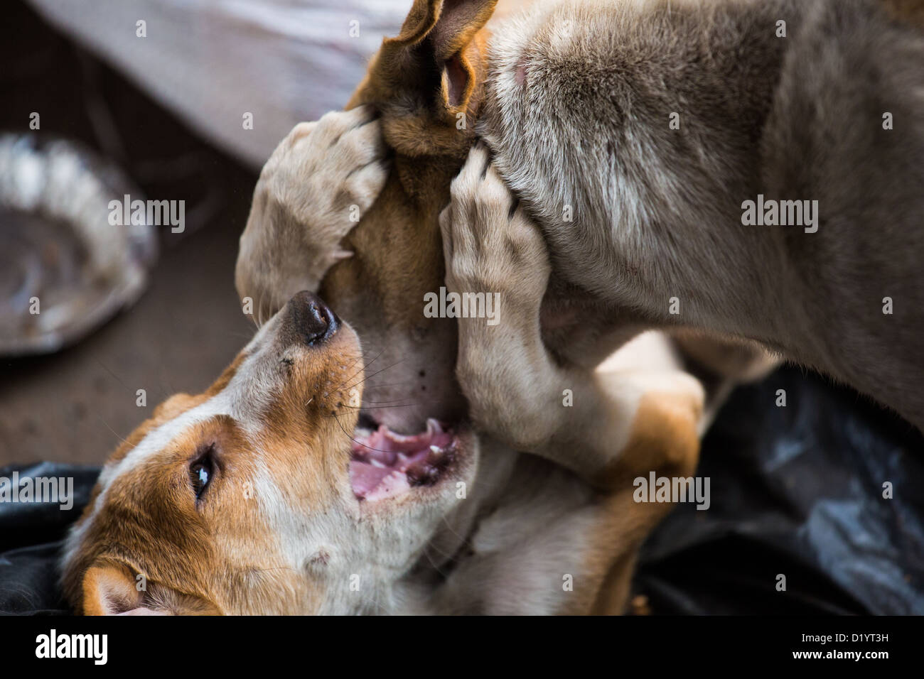Cani randagi, Vecchia Delhi, India Foto Stock