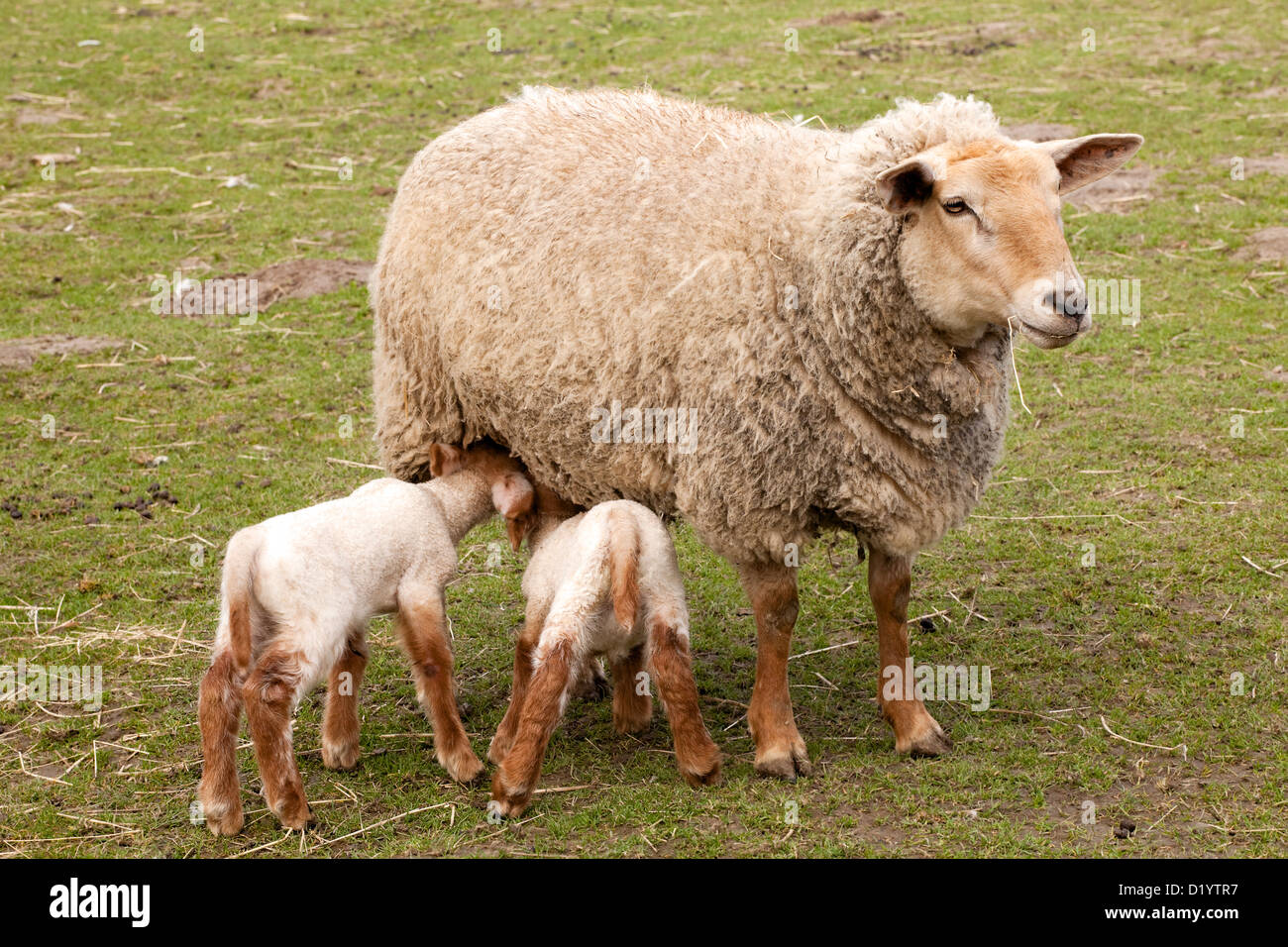 Madre pecora con twin agnelli in primavera Foto Stock