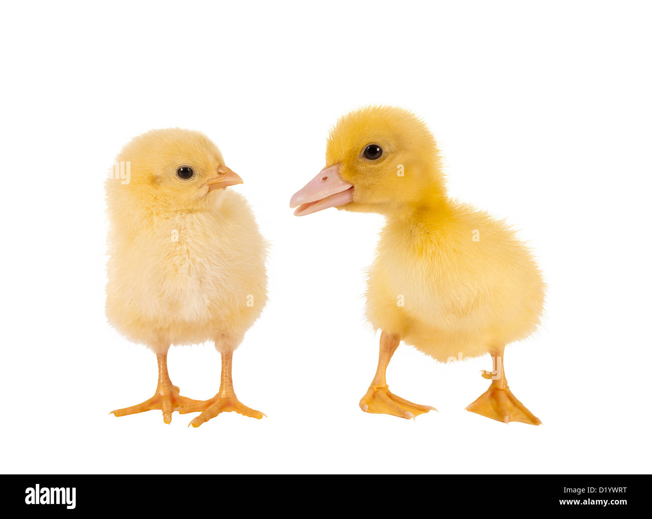 Funny neonato pulcino di pasqua e anatroccolo su sfondo bianco Foto Stock