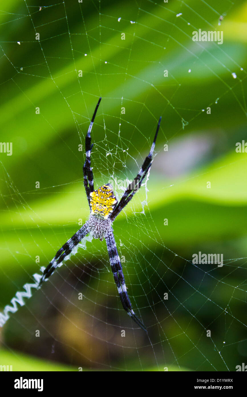 Argiope Hawaii Spider ragno sul Web Foto Stock
