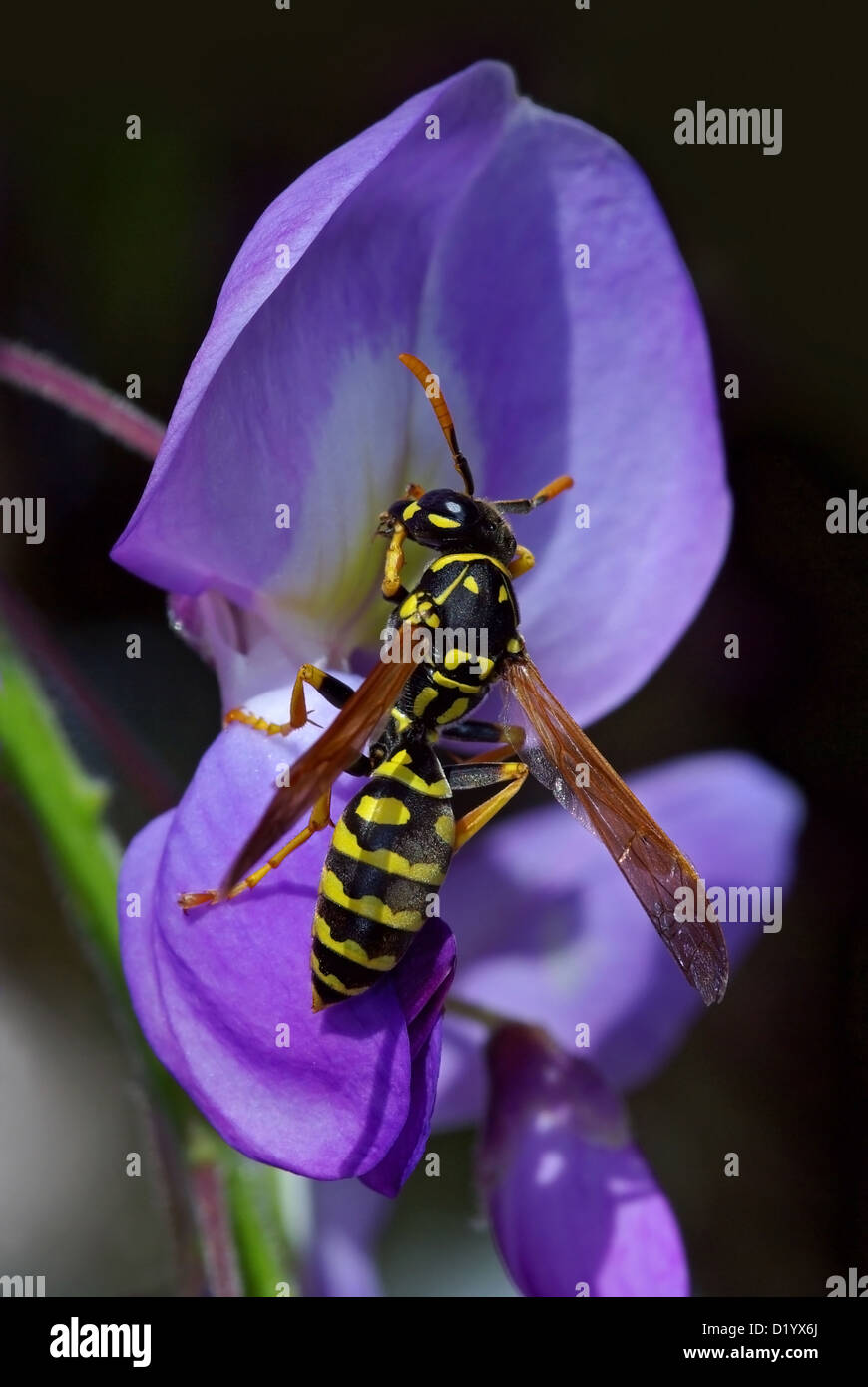 Polistes gallicus wasp su un fiore Foto Stock