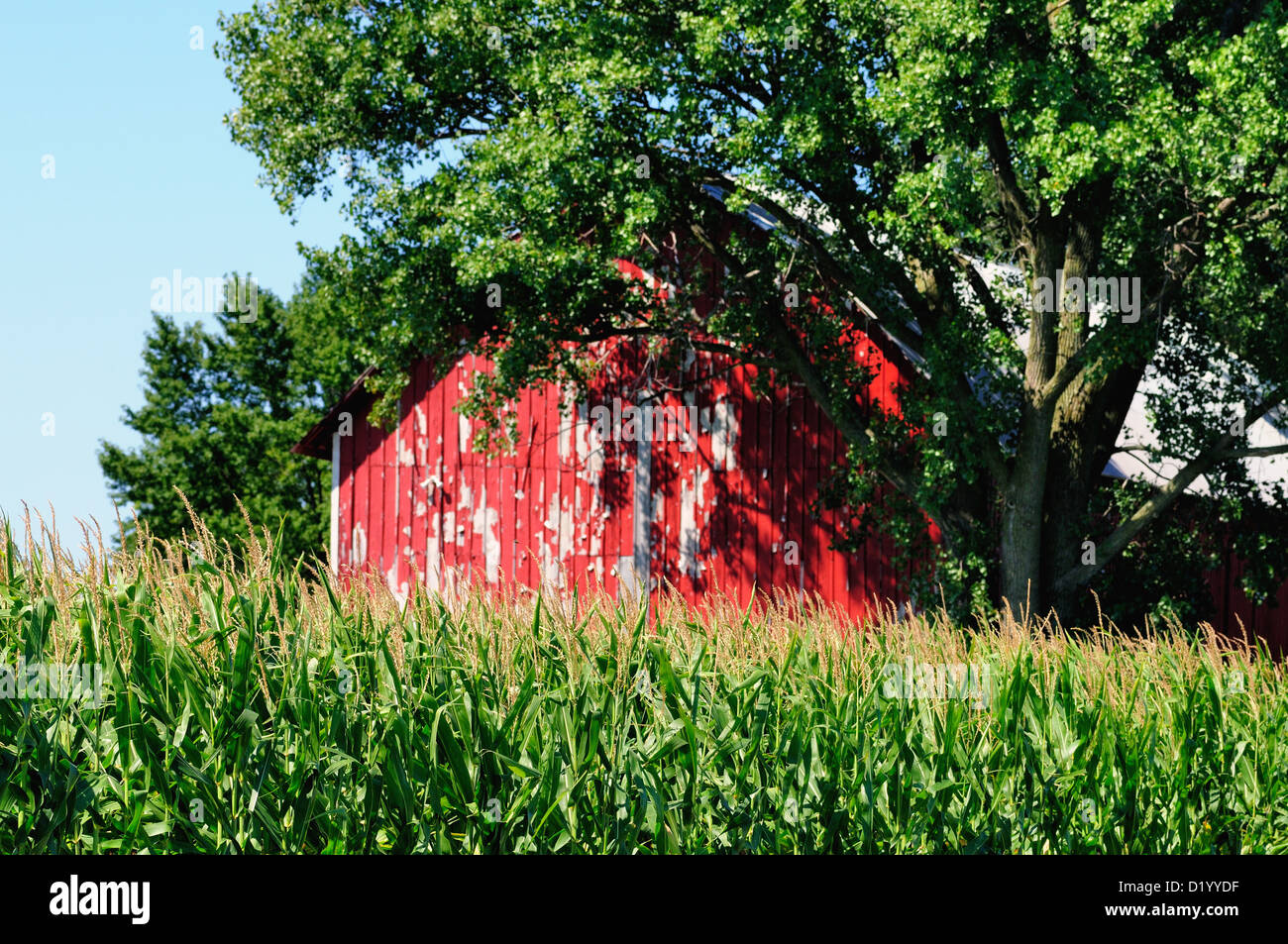 Agricoltura mais red weathered fienile Illinois farm. Stati Uniti d'America. Foto Stock
