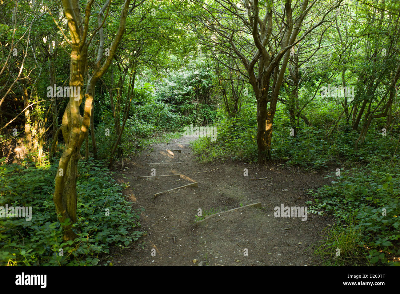 Percorso del bosco e la luce del sole, Brighton, Regno Unito Foto Stock