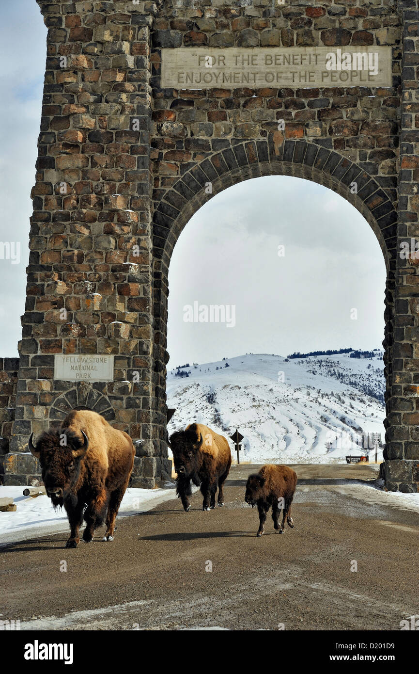 I bisonti americani (Bison bison) a piedi attraverso il Roosevelt Arch ingresso, il Parco Nazionale di Yellowstone, Wyoming USA Foto Stock