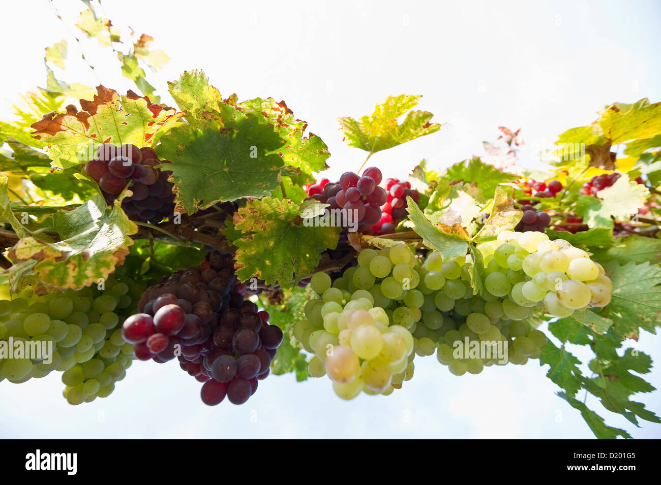 Il bianco e il rosso Uva, vista dal basso, nei pressi di Freiburg im Breisgau, Foresta Nera, Baden-Württemberg, Germania Foto Stock